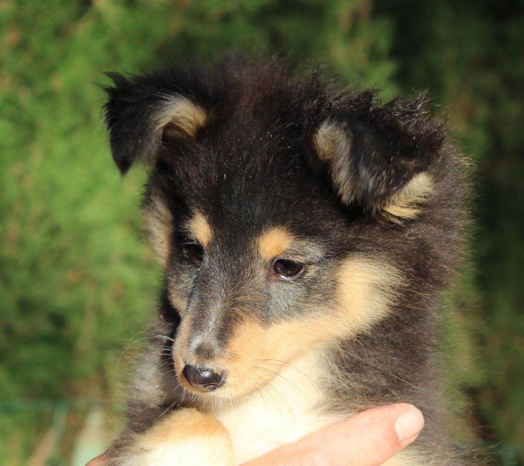 de Moorstile - Chiot disponible  - Shetland Sheepdog