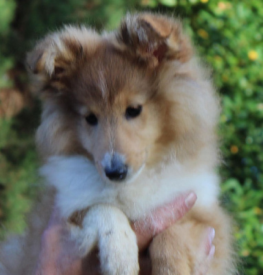 de Moorstile - Shetland Sheepdog - Portée née le 09/08/2024