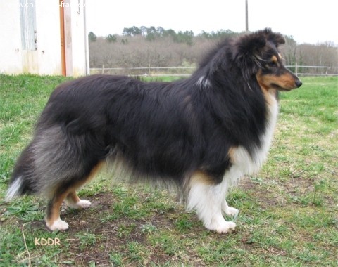 Vixen black de Moorstile