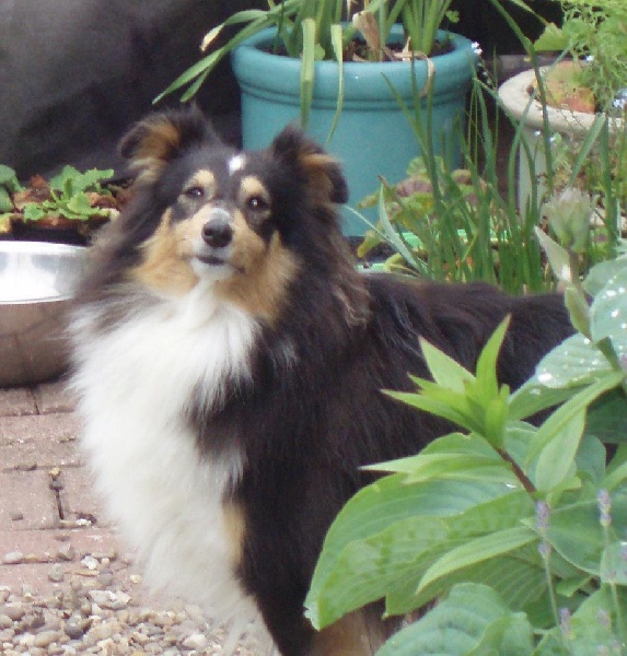 Enchanted de Moorstile