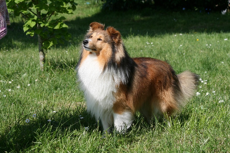 CH. Entertainer de Moorstile