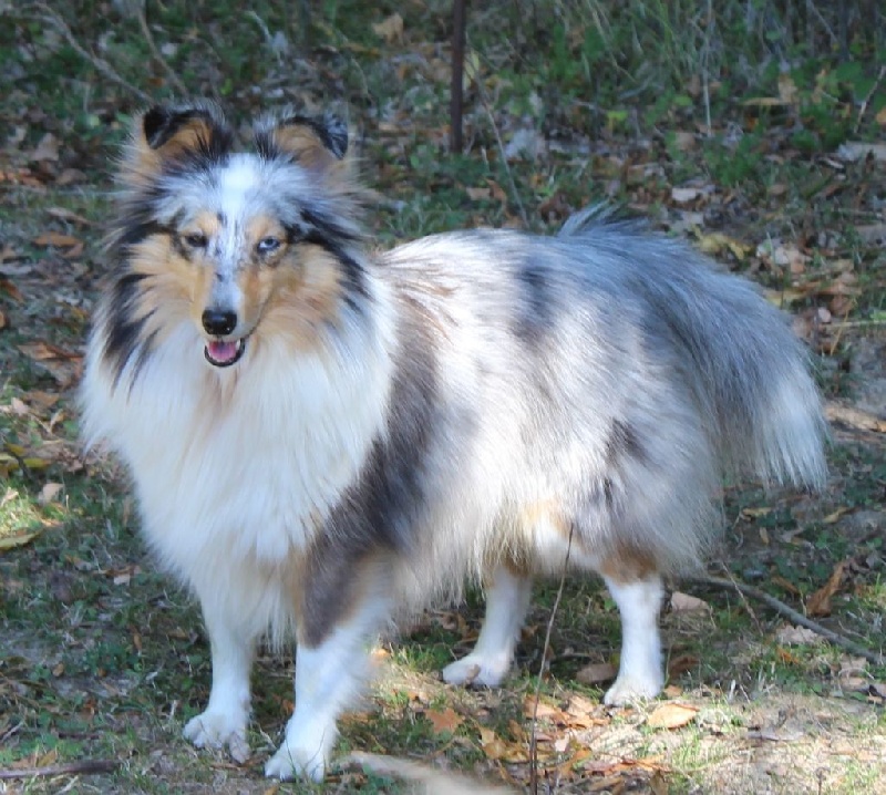 Imperious de Moorstile